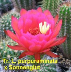 Tr. L purpuraminata x Sonnenglut.3.2.jpg 